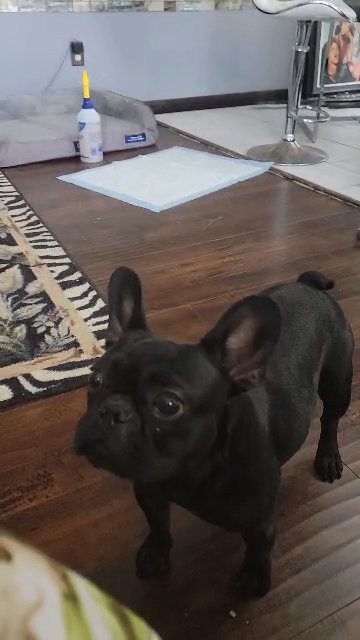 Star the teacup Frenchie in Austin, Texas