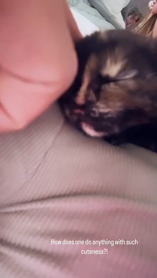 4 Week old female kitten in St. Louis, Missouri