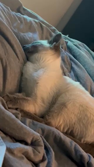 Blue Point Siamese in Watertown, New York