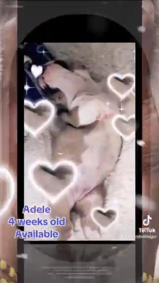 Adele English Bulldog -female -  6 Weeks Okd in Tampa, Florida