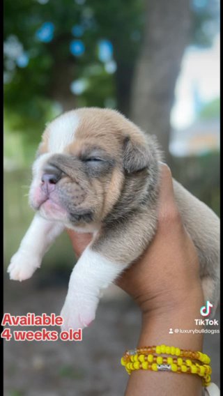 Bruiser English bulldog  6 Weeks old in Tampa, Florida