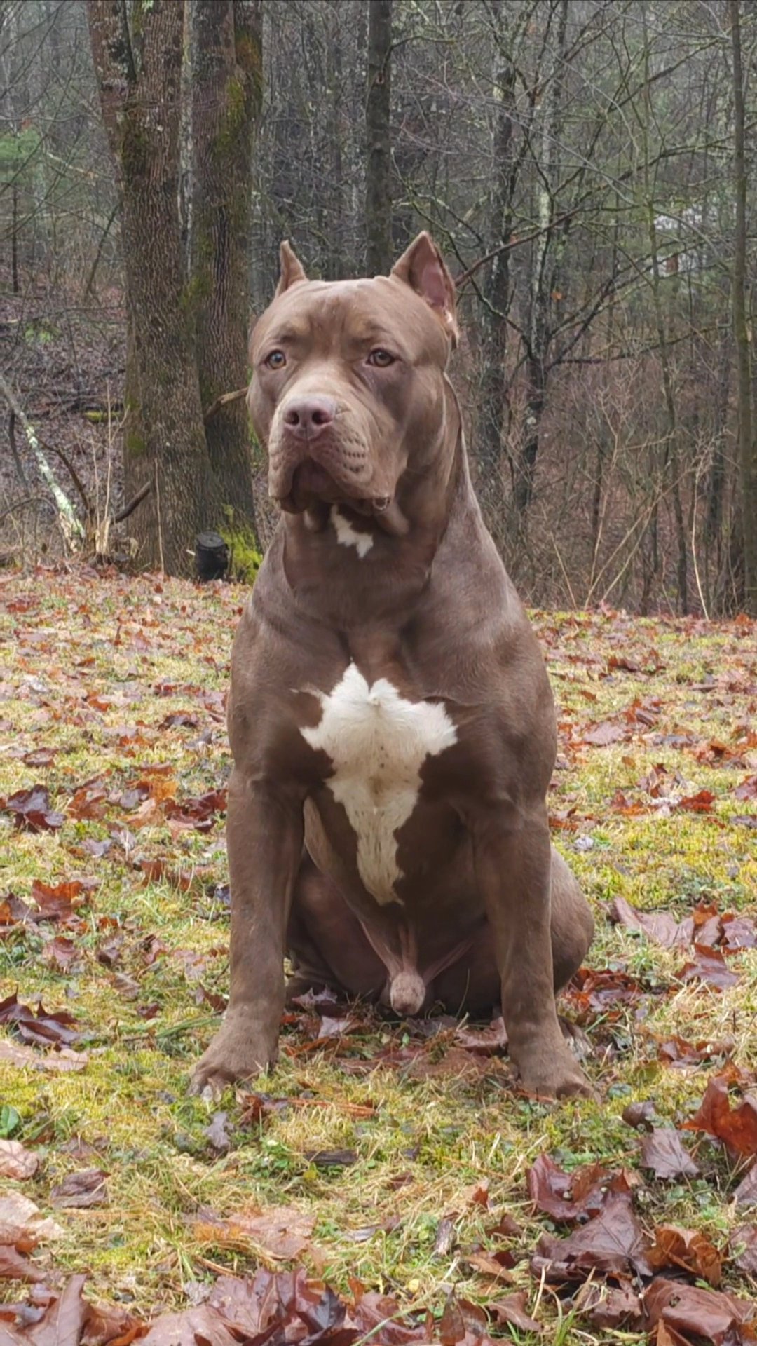 XL American Bully in Queensbury, New York