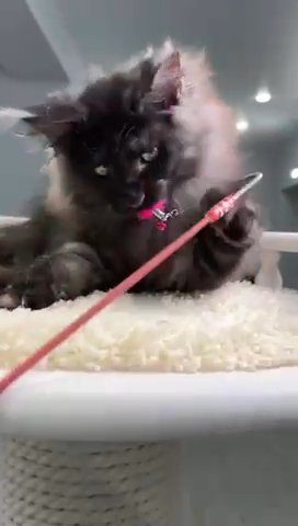 Maine Coon Kipper in Newtown, Pennsylvania