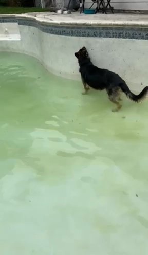 GSD Male Intact in Houston, Texas