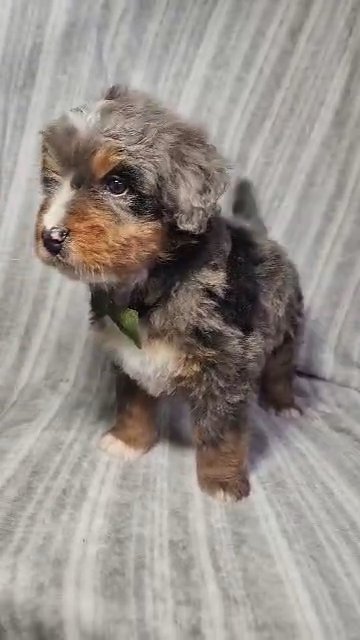 Chance Mini in South Bend, Indiana