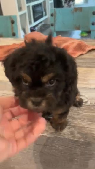 Azalea- F1 Shihpoo in Belton, Texas