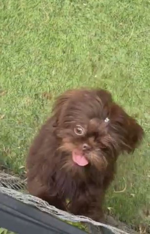 Akc Chocolate Shih Tzu in Belton, Texas