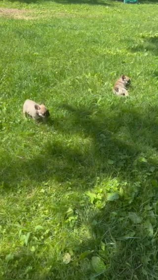 Frenchie puppies in Tampa, Florida