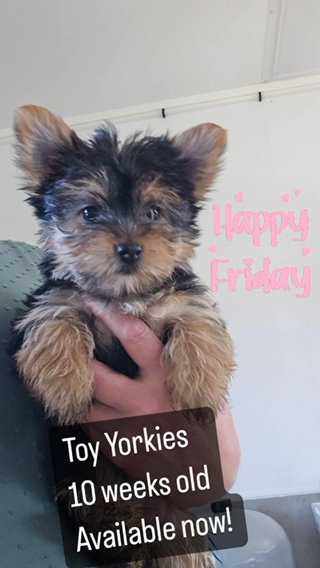 Toy Yorkies in Euclid, Ohio