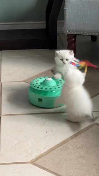 British Shorthair Kitties in Ocoee, Florida