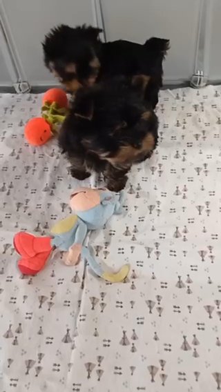Yorkies! in Surprise, Arizona