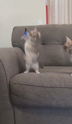 Blue Bengal Kittens in Beaumont, California