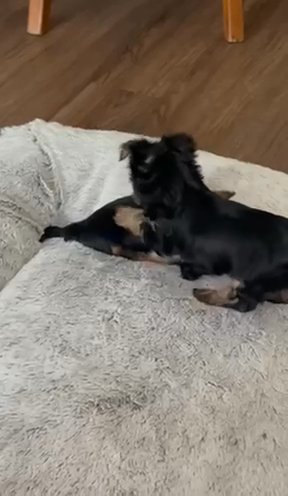 yorkie puppies in Rancho Cucamonga, California