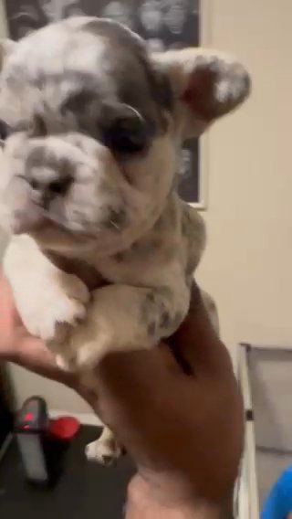 Merle French Bulldog in Oklahoma City, Oklahoma
