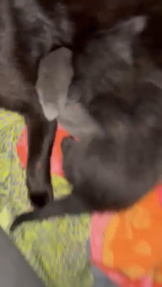 Baby Kitties in Vancouver, Washington