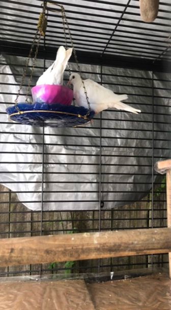 Two Young Doves in Spring, Texas