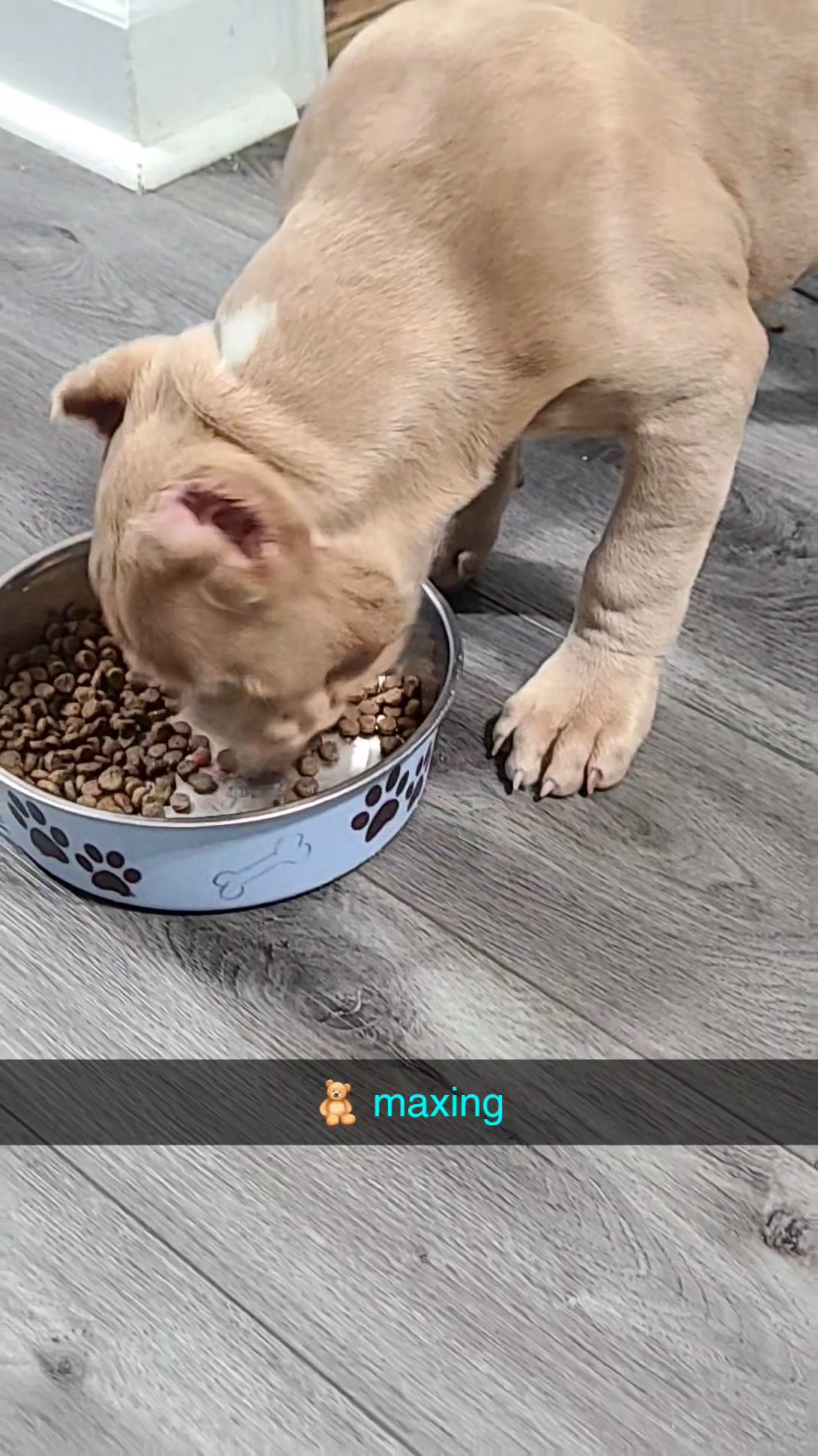 American Bully Puppy in Chicago, Illinois