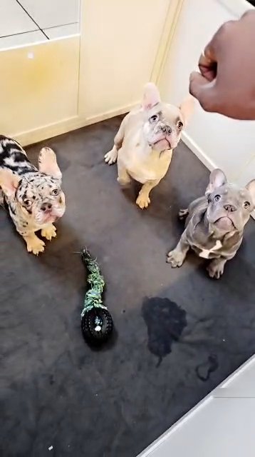 Girl Merl Tri carrier Frenchi / Boy Blue tri Merle carrier Frenchi in Enterprise, Nevada