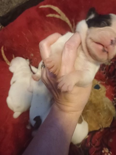 French American Bulldog Male in Anniston, Alabama