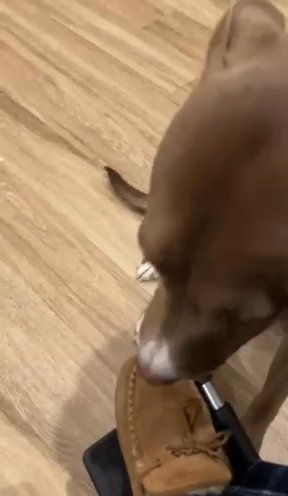 Zuri in Charlotte, North Carolina