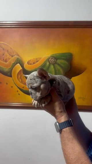 Merle FrenchBulldog in Tampa, Florida
