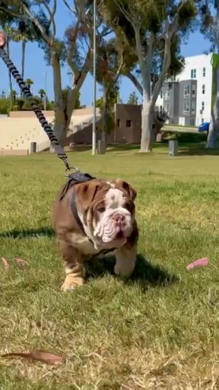 English Bulldog in San Diego, California