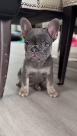 Venus Blue & Tan in Houston, Texas