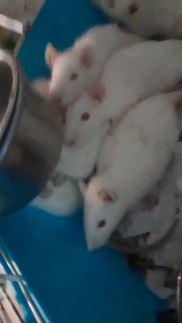 5wk old baby rats in Oneida, New York