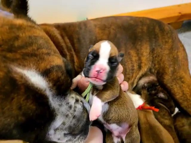 AKC Boxer puppies in Greensburg, Pennsylvania
