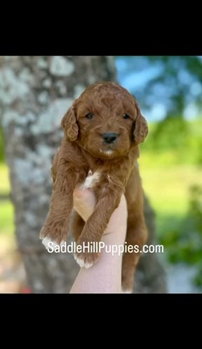 Bingo F1b Micro Mini/petite Goldendoodle in Corinth, Mississippi