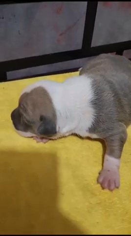 American Bully in The Bronx, New York