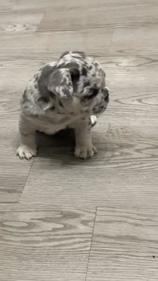 Fluffy carrier tri Merle Frenchie in Port St. Lucie, Florida