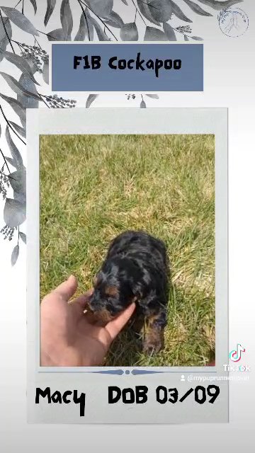 Macy in Goshen, Indiana