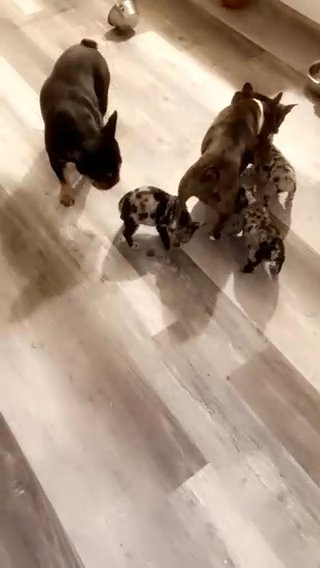 1 Brindle Pup Available in Modesto, California