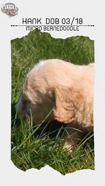 Hank in Goshen, Indiana