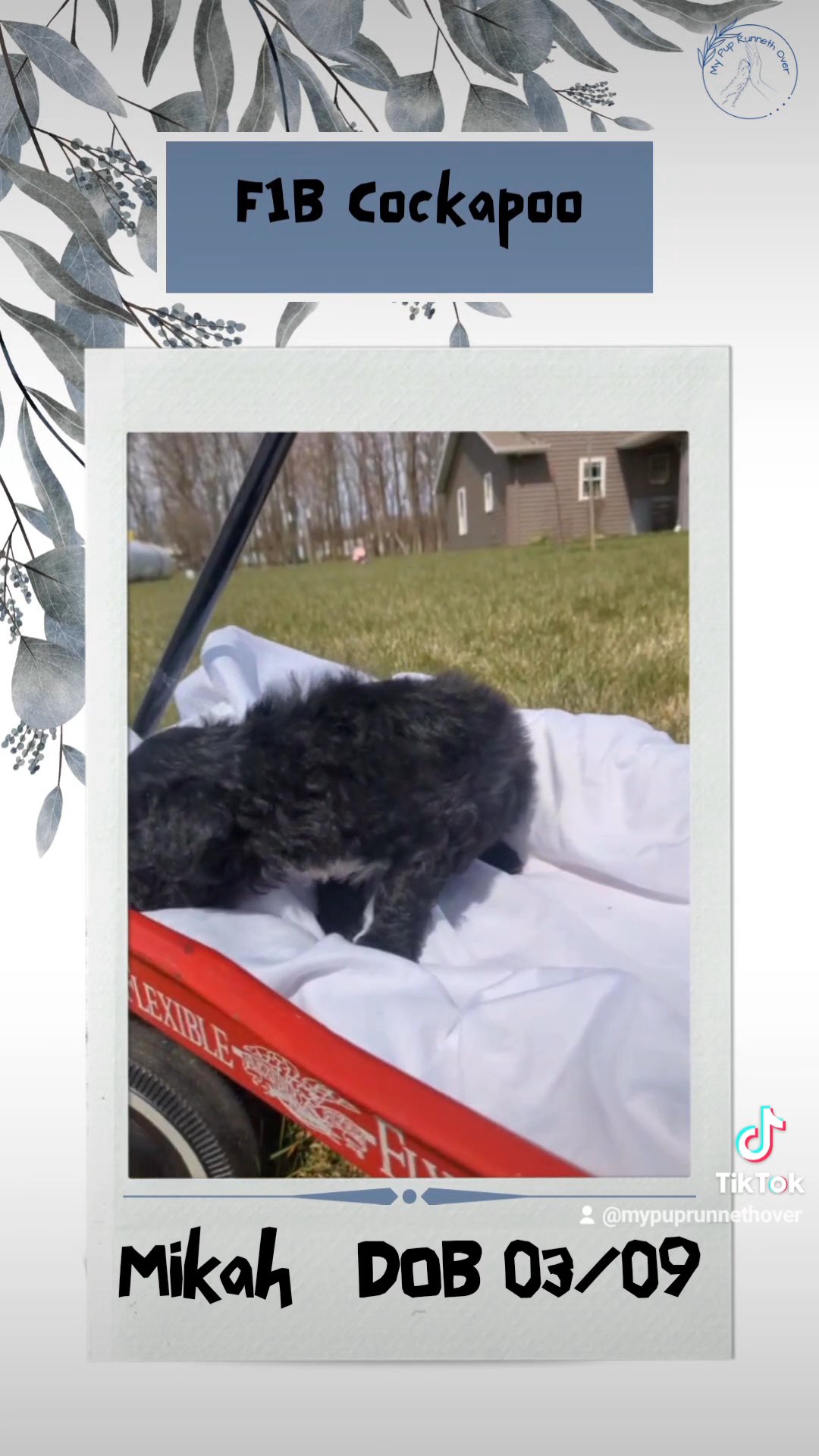 Mikah in Goshen, Indiana