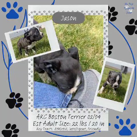 Jason (Boston Terrier) in Goshen, Indiana