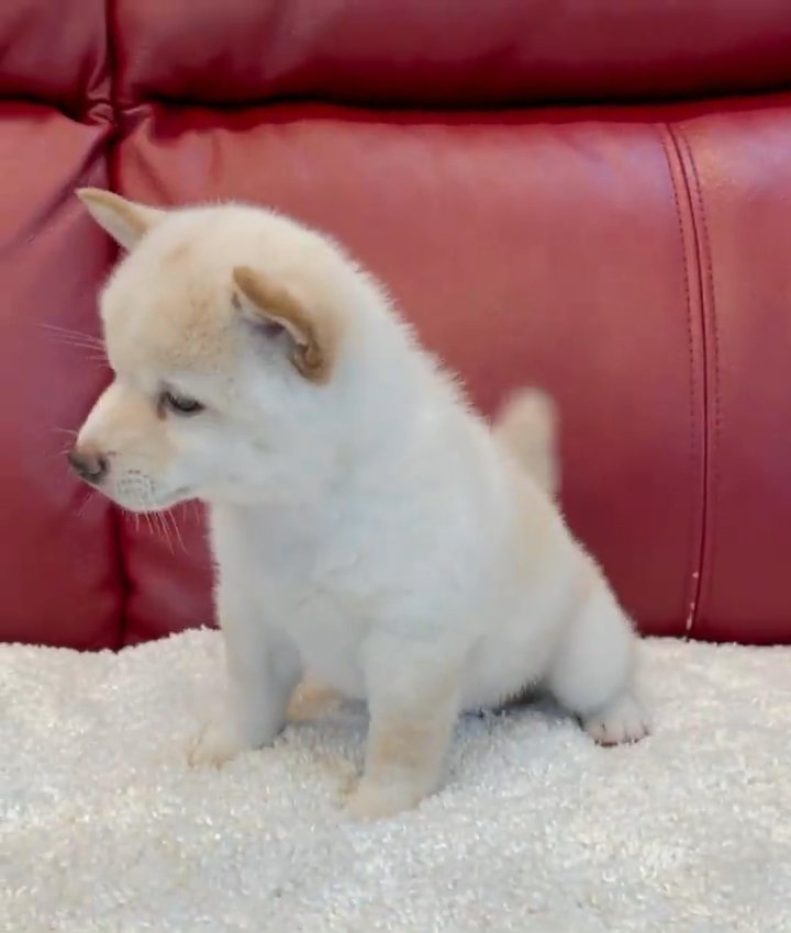 shiba Inu puppy in Washington, District of Columbia