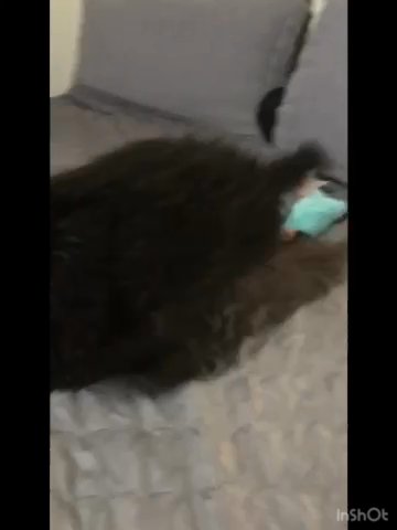 Purple - Tiny Mini Poodle in Sumter, South Carolina