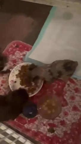 Choc Merle Female in Jackson, Tennessee