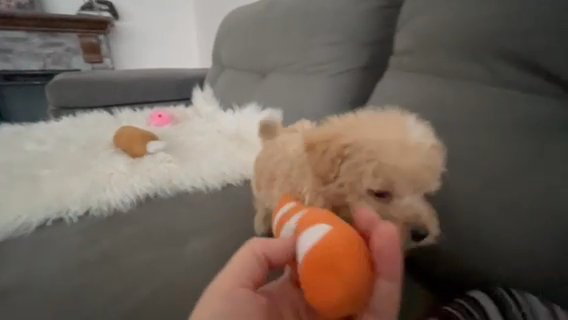 Male Maltipoo in Houston, Texas