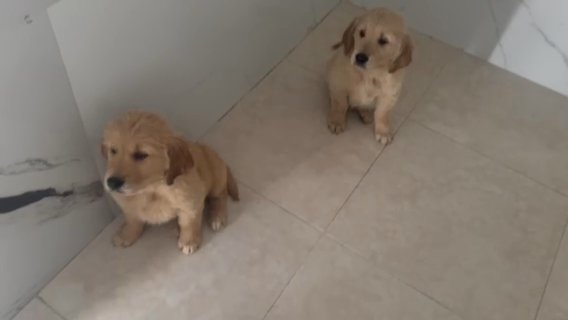 Golden Retreiver Male in Miami, Florida