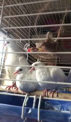Two Baby Doves in Spring, Texas