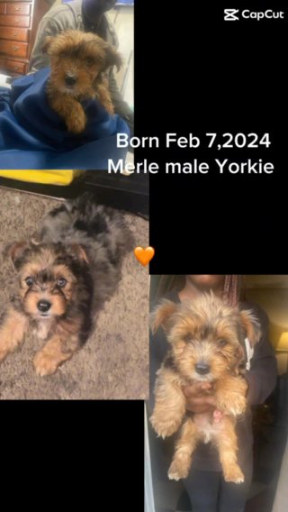 Merle Male Yorkie SALE in Baltimore, Maryland