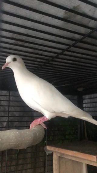 Single Cooing Dove in Spring, Texas
