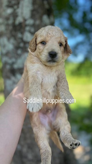 Dusty F1b Micro Mini/petite Goldendoodle in Corinth, Mississippi