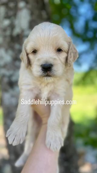 Drake F1b Micro Mini/petite Goldendoodle in Corinth, Mississippi