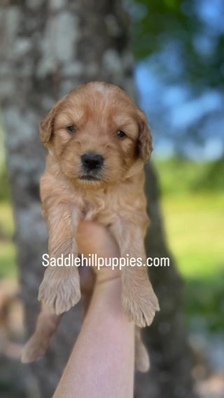 Duncan F1b Micro Mini/petite Goldendoodle in Corinth, Mississippi