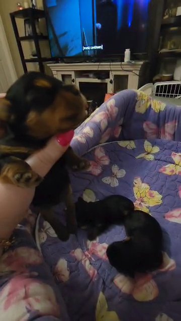 akc babydoll yorkies in Charleston, West Virginia