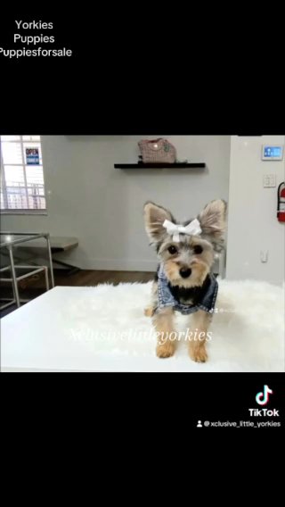 Female Yorkie in Country Club, Florida